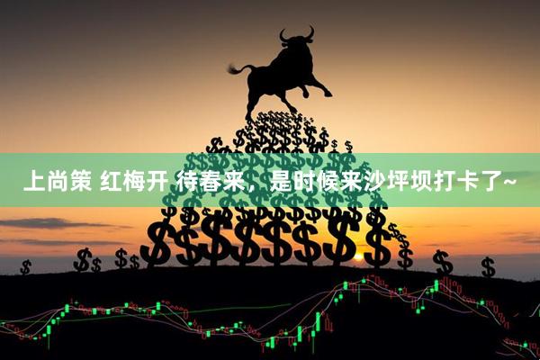 上尚策 红梅开 待春来，是时候来沙坪坝打卡了~